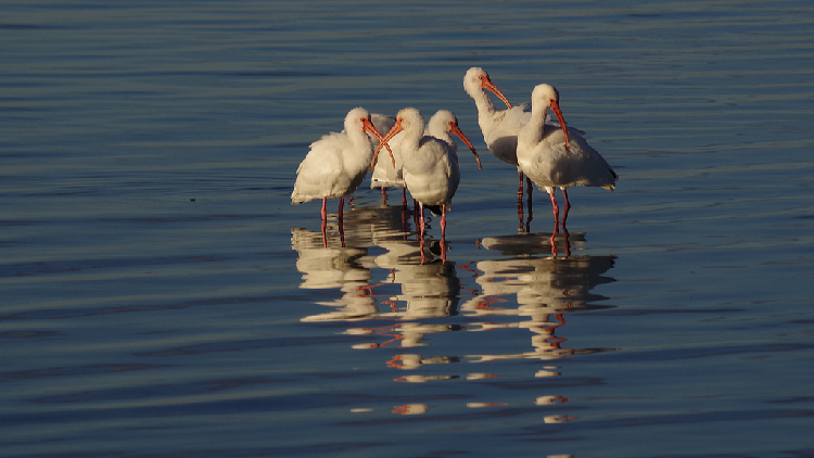 Live_Unveil_the_enchanting_world_of_crested_ibis_breeding_in_China - My Global News: Young Voices Live: Unveil the enchanting world of crested ibis breeding in China