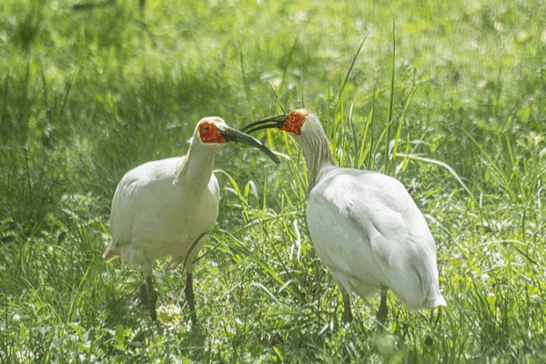 The Magical Return of China’s Crested Ibis π¦β¨ Live: Unveil the enchanting world of crested ibis breeding in China video poster