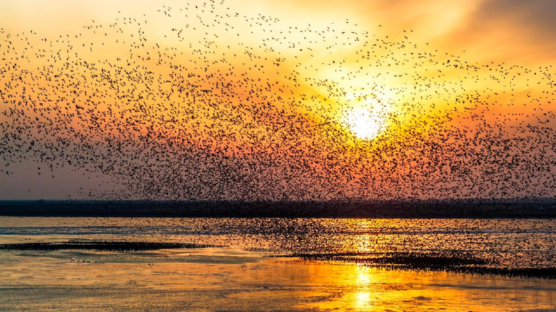 Migratory_birds_flock_to_NE_Chinas_wetland_reserve - My Global News: Young Voices Migratory birds flock to NE China's wetland reserve