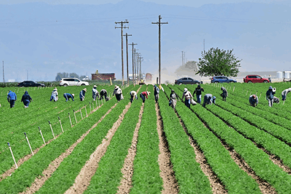 US Farmers Struggle as Tariffs Hit Hard π½π 'National travesty': U.S. farmers hit by Trump's tariffs