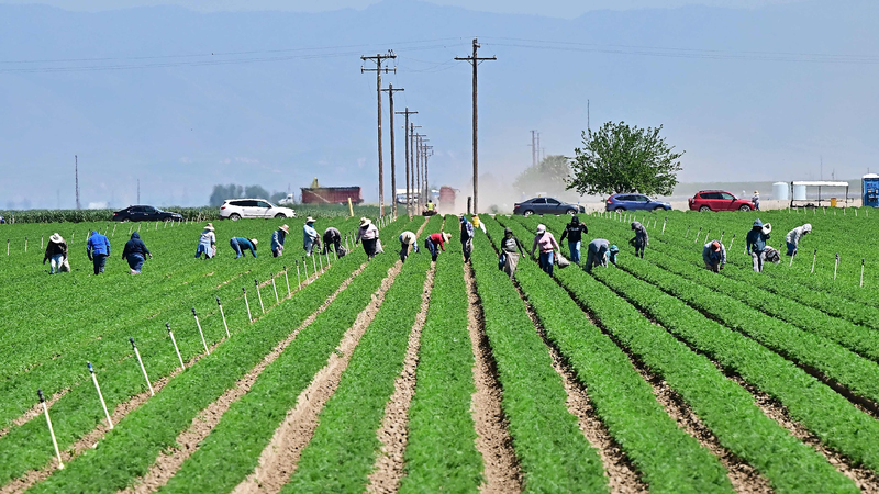 'National travesty': U.S. farmers hit by Trump's tariffs