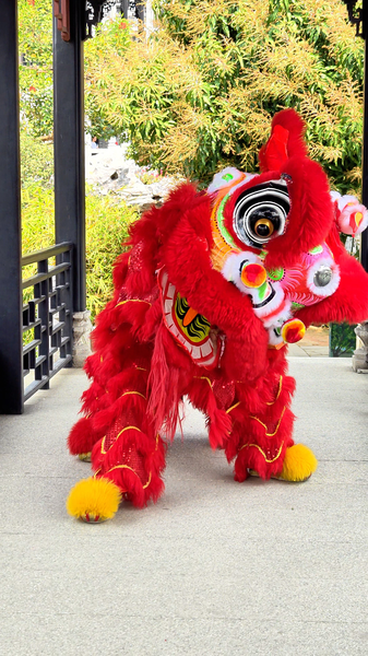Paw-cleaning_cuteness_in_lion_dancing_poster - My Global News: Young Voices Paw-cleaning cuteness in lion dancing video poster