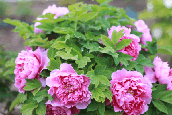 Peonies in Full Bloom at Beijing’s Garden Expo ๐ธ Peonies add late spring hues to Beijing Garden Expo
