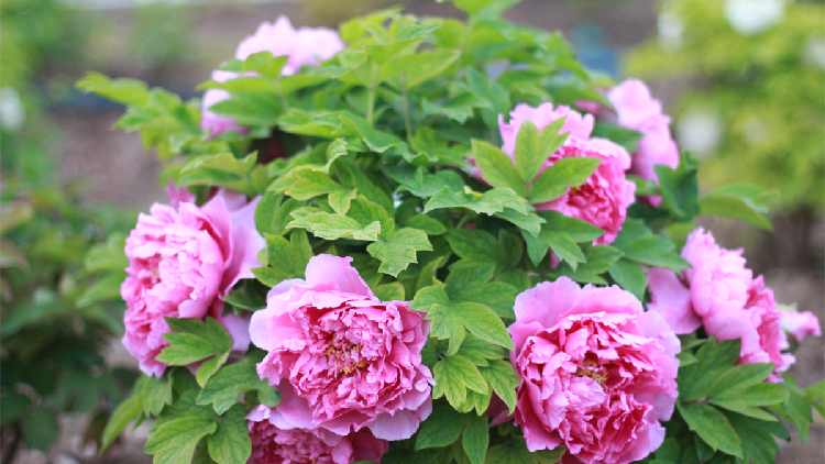 Peonies add late spring hues to Beijing Garden Expo