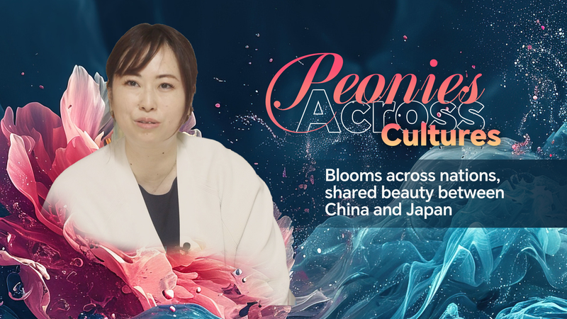 Peonies_bloom_across_nations_shared_beauty_between_China_and_Japan_poster - My Global News: Young Voices Peonies bloom across nations, shared beauty between China and Japan video poster