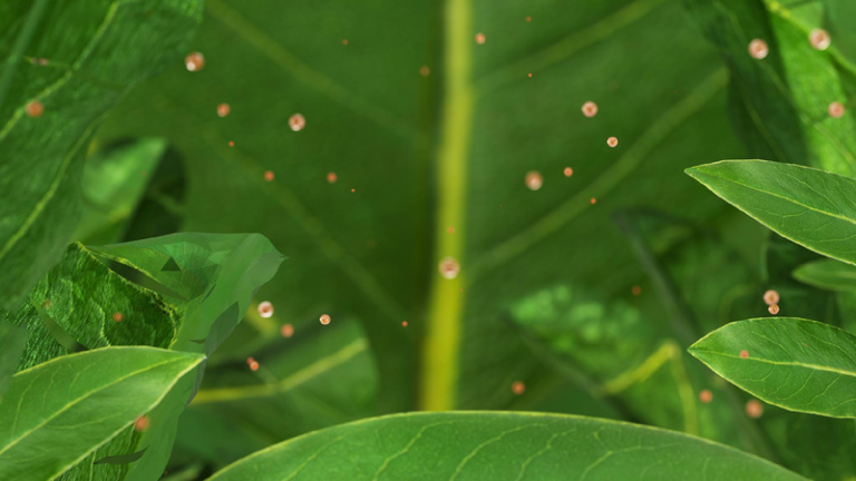 Plant leaves can absorb, accumulate airborne microplastics