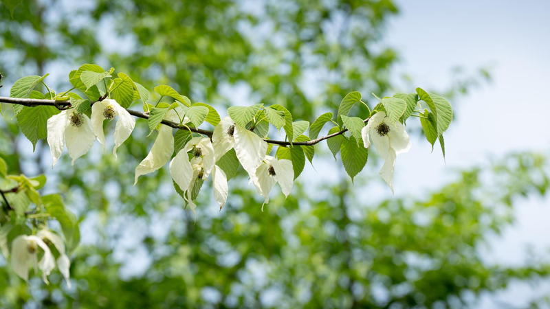 Rare dove tree blooms enchant at Fanjing Mountain