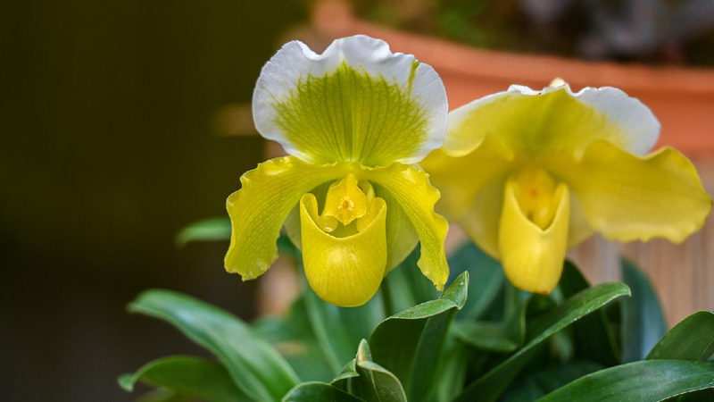 Sci-tech helps protect south China biological treasure trove