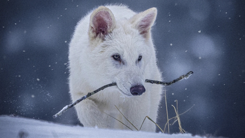 Scientists engineer wolves to resemble dire wolves
