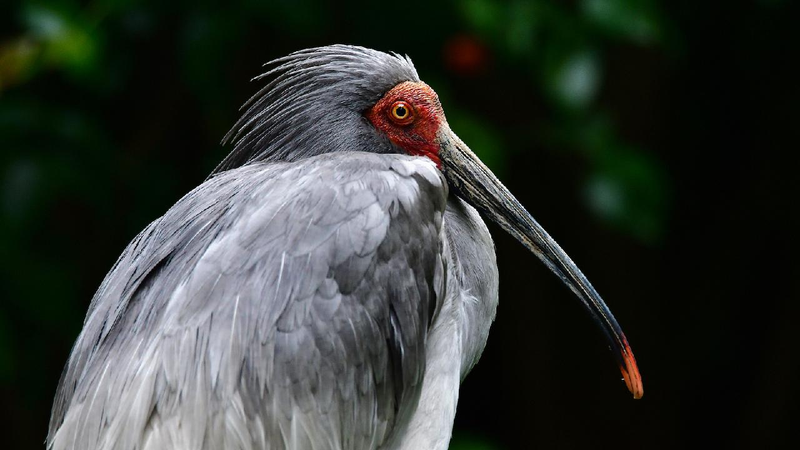 Self-sustaining_wild_population_of_crested_ibises_formed_in_C_China - My Global News: Young Voices Self-sustaining wild population of crested ibises formed in C China