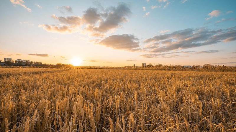 Smart_technology_helps_farmers_boost_efficiency_income - My Global News: Young Voices Smart technology helps farmers boost efficiency, income