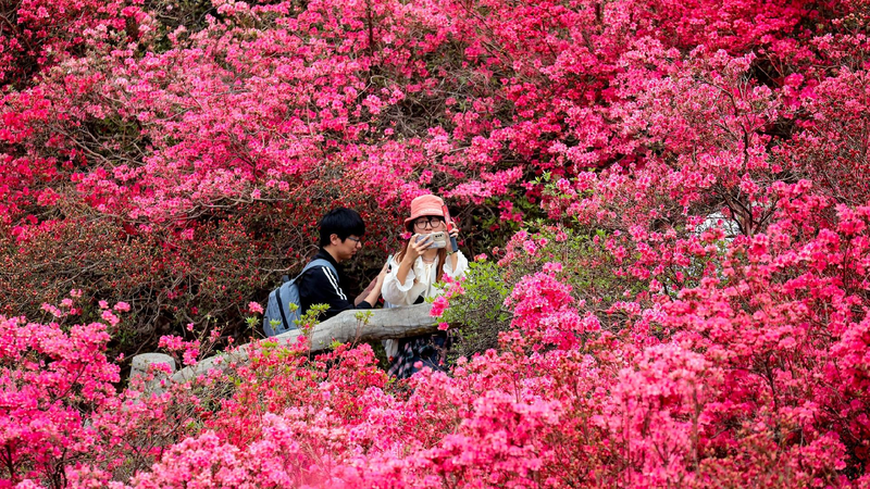 Spectacular sea of rhododendrons in Wuhan