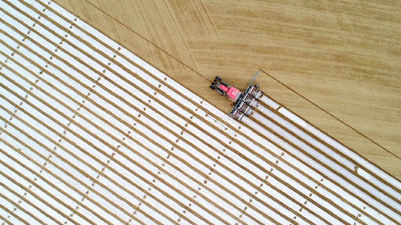 Spring_awakens_the_fields_China_sows_seeds_of_a_new_harvest - My Global News: Young Voices Spring awakens the fields: China sows seeds of a new harvest