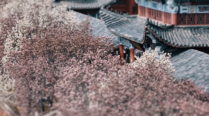 Spring blossom highlights in Qinhuangdao video poster