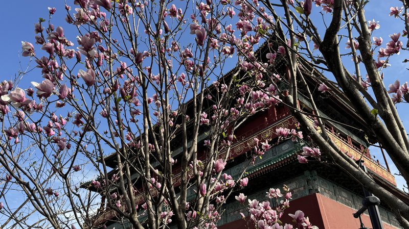 Spring blossoms in Beijing: A Qingming tradition video poster