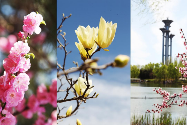 Spring Blossoms at Beijing’s Olympic Forest Park 🌸 Spring in full bloom at Beijing's Olympic Forest Park