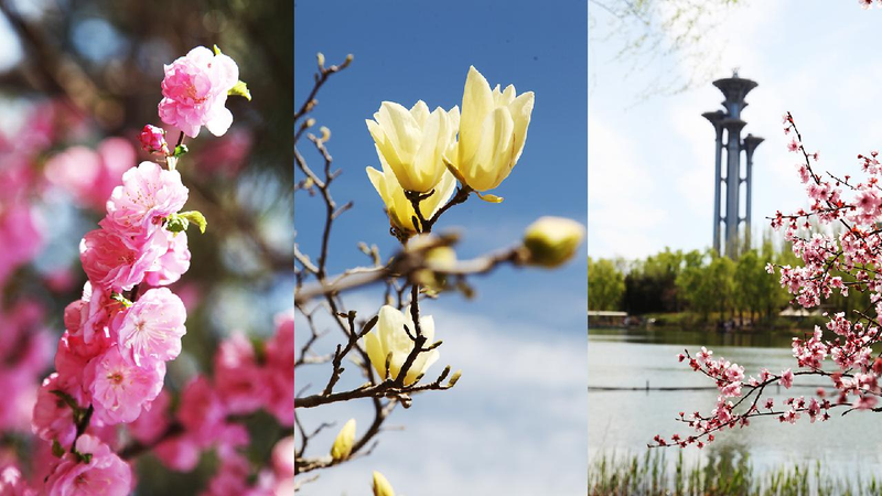 Spring_in_full_bloom_at_Beijings_Olympic_Forest_Park - My Global News: Young Voices Spring in full bloom at Beijing's Olympic Forest Park