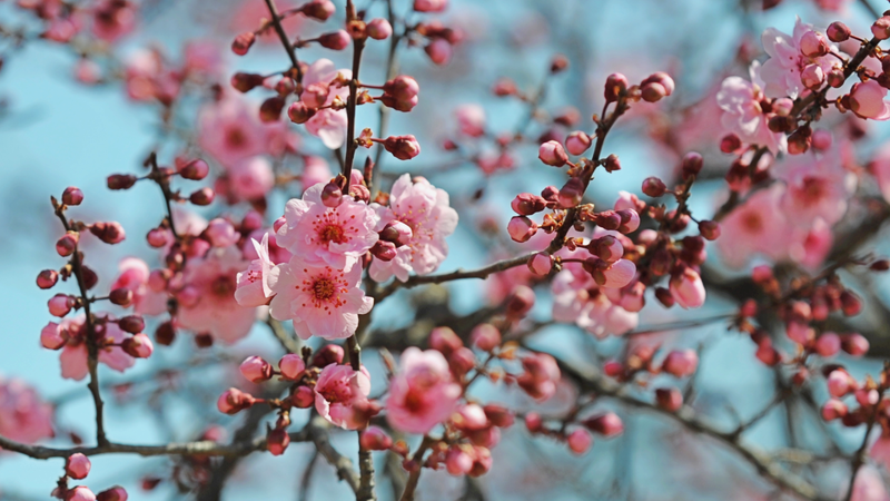 Tangdaowan_Binhai_Park__a_green_tourist_destination - My Global News: Young Voices Tangdaowan Binhai Park โ a green tourist destination