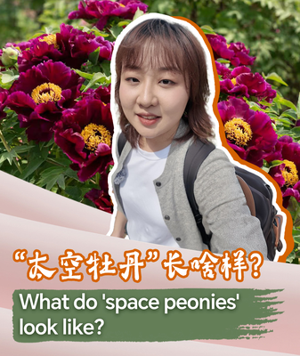 Space Peonies: Flowers from Space Bloom in China’s Heze City! What do 'space peonies' look like? video poster