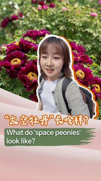 What do 'space peonies' look like? video poster