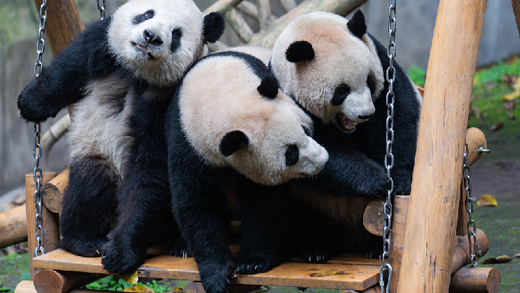 What makes a day for a giant panda in Chongqing?