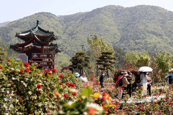 Robots, Roses, and VR: Beijing’s Flower Festival Blooms with Tech! AI services and flower products promote local tourism in Beijing