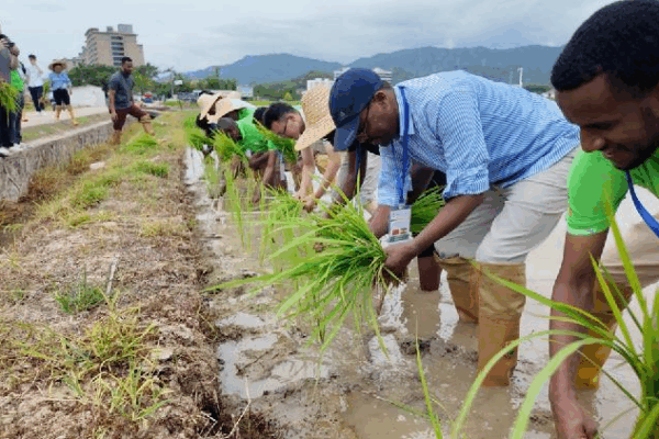African Scientists Learn About Perennial Rice in China πΎ African delegates finish training on perennial rice in China