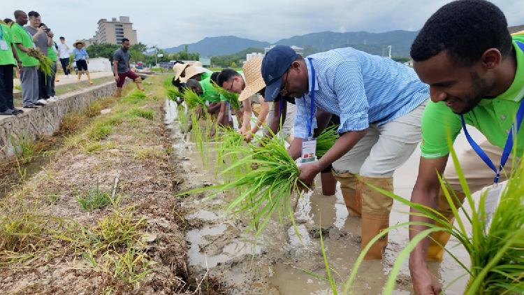 African_delegates_finish_training_on_perennial_rice_in_China - My Global News: Young Voices African delegates finish training on perennial rice in China