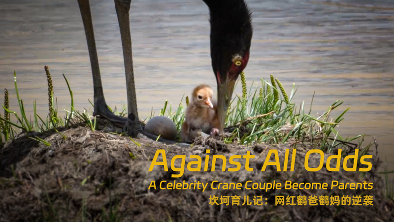 Against All Odds: Crane Couple Welcomes Chicks 🎉 Against all odds, celebrity cranes become parents video poster