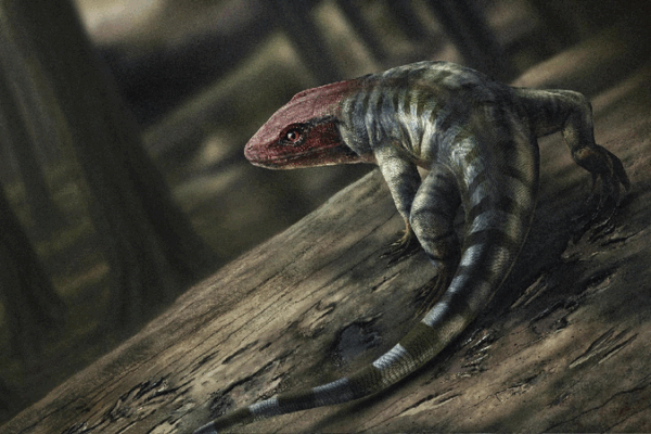 Ancient Reptile Footprints Found in Australia Rewrite Evolution History Ancient reptile footprints reshape timeline of land animal evolution