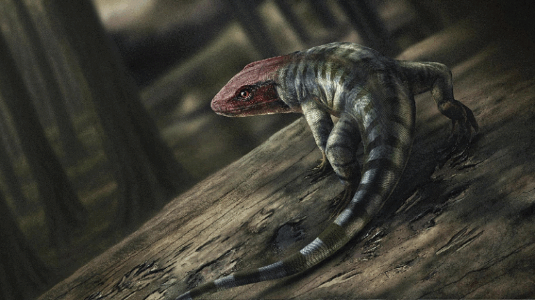 Ancient reptile footprints reshape timeline of land animal evolution