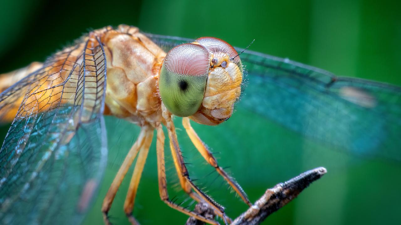 Animal_brains_spark_innovation_in_technology_conservation - My Global News: Young Voices Animal brains spark innovation in technology, conservation
