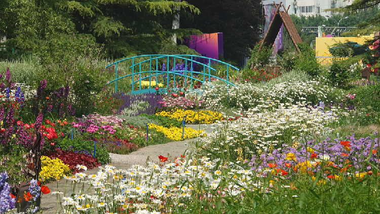 Beijing park transformed into a living Monet painting