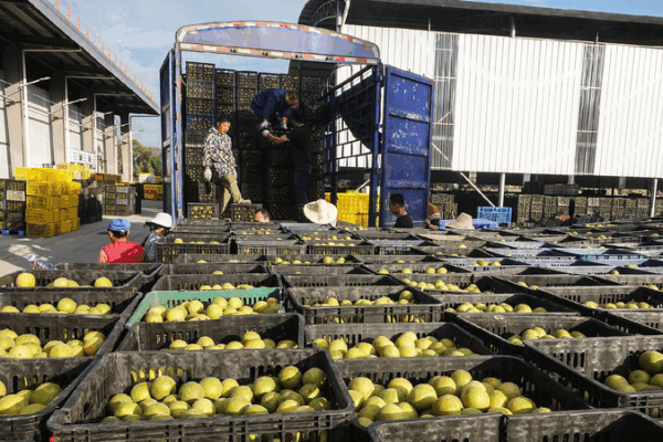 Guilin’s Sweet Surprise: How Monk Fruit and Hangers Rock the World! Beyond Scenery: Guilin's trade resilience