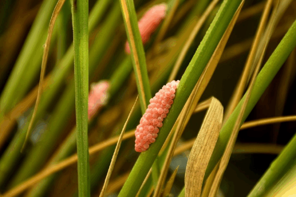 Could Insects Be Making Bad Weeds Stronger? New Study Explains! Biocontrol may be making invasives stronger