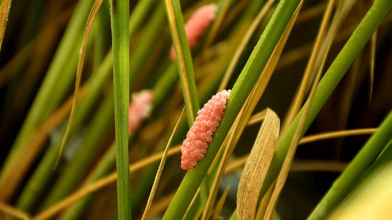 Biocontrol_may_be_making_invasives_stronger - My Global News: Young Voices Biocontrol may be making invasives stronger