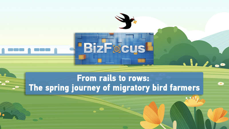 BizFocus Ep.127 From rails to rows: Migrant farmers' spring journey video poster
