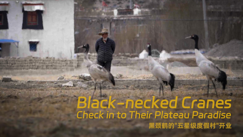 Black-Necked Cranes Return to Their Mountain Paradise! Black-necked cranes check in to their plateau paradise video poster