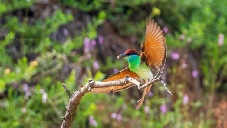 Meet the Blue-Throated Bee-Eater: The Flashy Acrobat of the Skies! Blue-throated bee-eater displays its lightning-quick skills