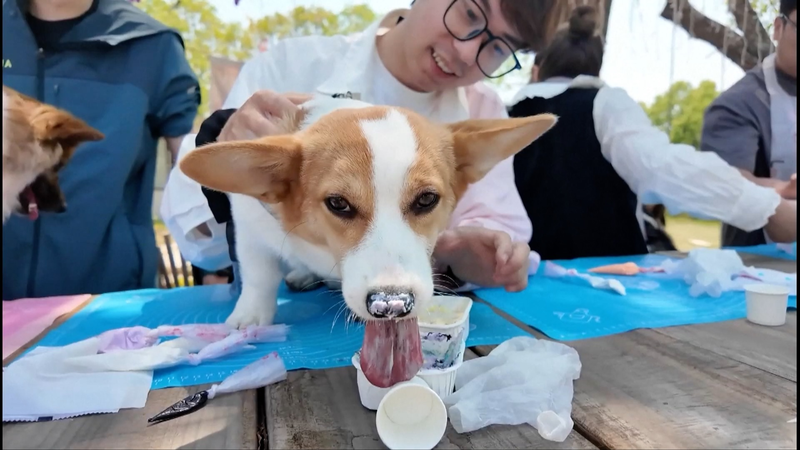 All Aboard! Wuxi’s Pet-Friendly Bus Welcomes Furry Friends Booming pet economy spurs pet-friendly venues in Wuxi video poster