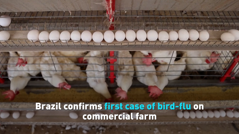 Brazil’s First Bird Flu Outbreak on a Farm: What You Need to Know ๐๐ฆ Brazil confirms first case of bird-flu on commercial farm video poster