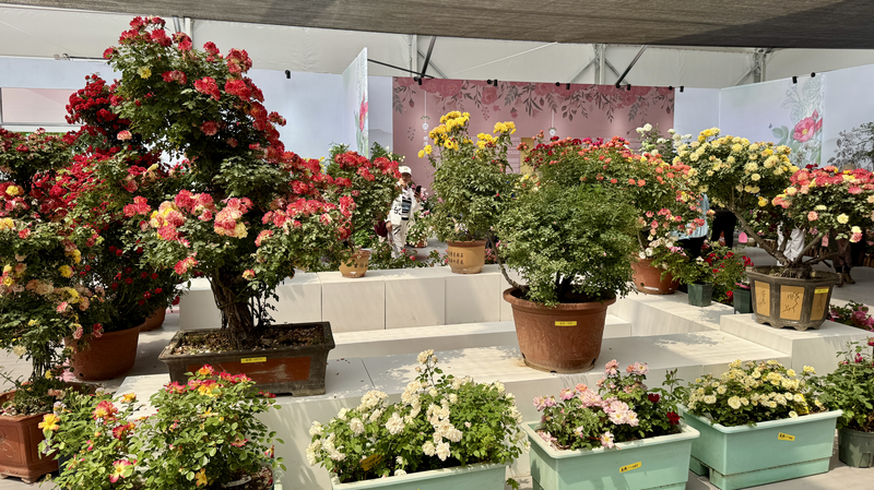 Bridging Cultures: Roses foster global exchanges video poster