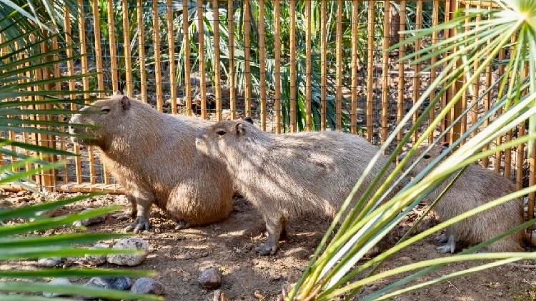 Doubao the Capybara Escapes! Zoo Offers Reward Capybara on the run! Zoo offers reward for missing animal