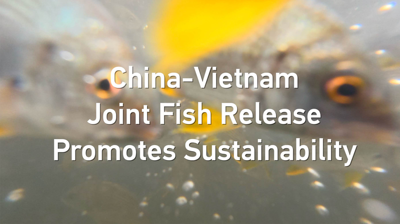 China and Vietnam Team Up to Help Fish and Shrimp Thrive! ๐๐ฆ China-Vietnam Joint Fish Release Promotes Sustainability video poster