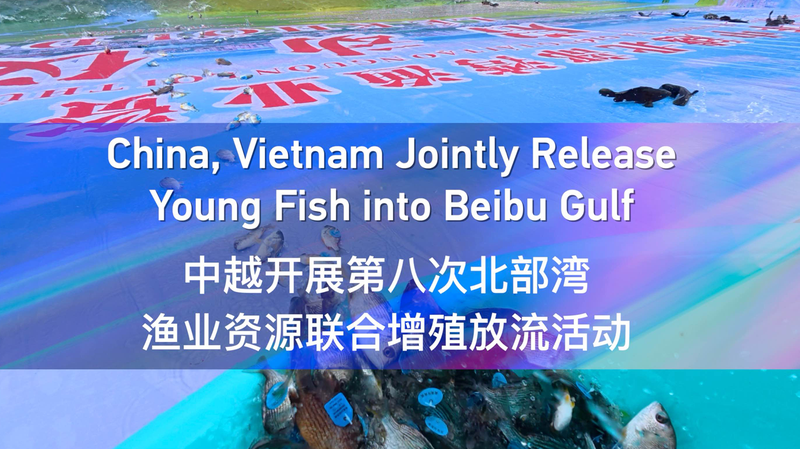 China and Vietnam Release Thousands of Baby Fish into Beibu Gulf ππ China, Vietnam Jointly Release Young Fish into Beibu Gulf video poster
