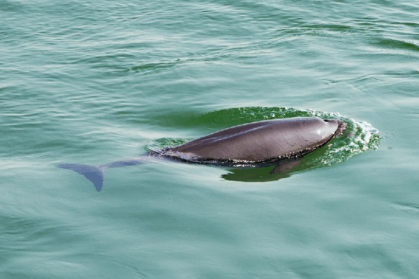 Yangtze River’s Wildlife Making a Splashy Comeback! ππ China's iconic Yangtze River basin sees improving aquatic biodiversity