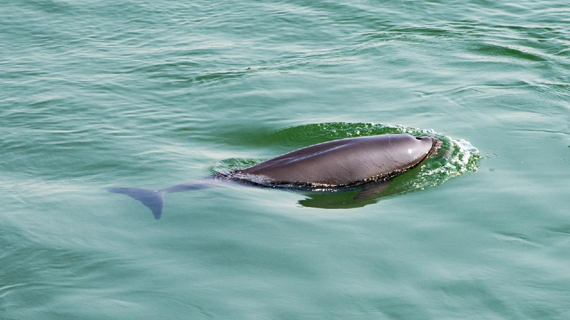 China's iconic Yangtze River basin sees improving aquatic biodiversity