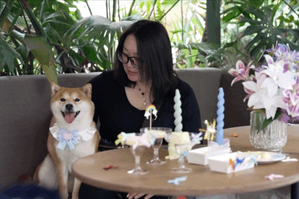 China’s Cool New Pet Places: Dog Restaurants and Fun Pet Day Cares! China's new pet scene: Restaurants for dogs, day care for pets video poster