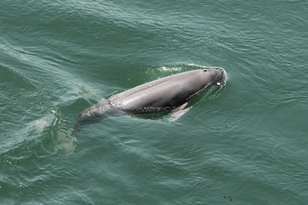 How China’s Cool Underwater Tech is Saving Porpoises ππ¬ China's underwater tech guards porpoises worldwide