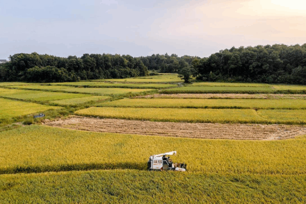 Chinese Scientists Discover Super Heat-Resistant Rice Gene 🌾🔥 Chinese scientists discover heat-resistant rice gene